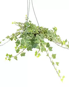 Glacier English Ivy - Picture 1 of 2