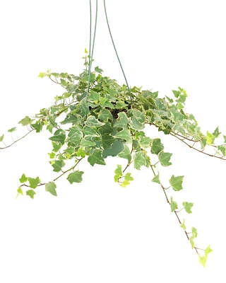 Glacier English Ivy - Image 1 of 2