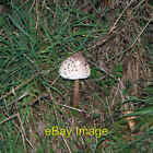 Photo 6x4 Lone toadstool, Barkston Gorse Honington/SK9443 Parasol Mushro c2006