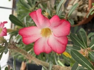 5 pcs Desert Rose Flower Adenium obesum "PEONY" bonsai Seeds (G) - Picture 1 of 2