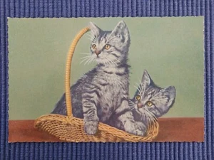 Postal antigua postal gatos niño gato doméstico blanco grisáceo en cesta - Imagen 1 de 2