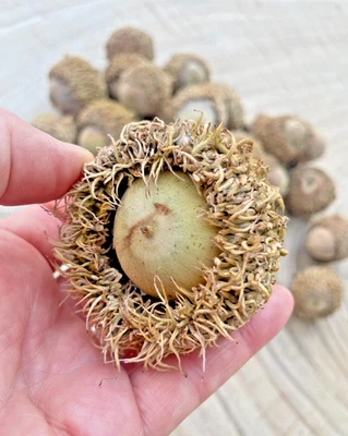 12 Burr Oak Tree Acorns Large Burr Oak Seeds Planting Crafts Quercus Macrocarpa - Image 1 of 4