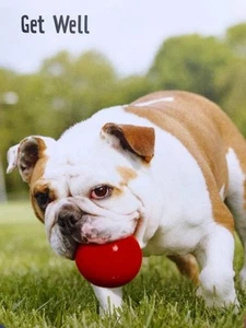GET WELL CARD Hope You're Back to Old Tricks Soon HALLMARK Heartline Bulldog Dog - Picture 1 of 2