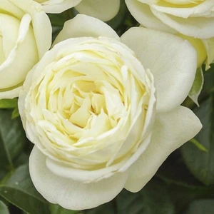 NEU - Edelrose Solo ® , Tantau, 2022 , ADR-Rose - Bild 1 von 1