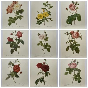 P.J Redouté Les Roses Conjunto de 18 impresiones de arte botánico de ilustraciones originales - Imagen 1 de 23