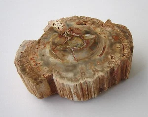 Petrified Wood Madagascar 251g Log Ø 8.7cm One Side Polished - Picture 1 of 7