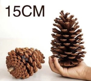 2 PCS Australian Natural Giant Pine Cones (XL) 13 To 15 Cm FOR ALL SEASONS - Picture 1 of 2