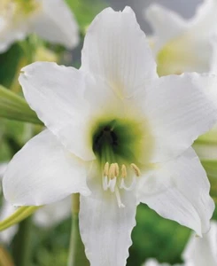 Hippeastrum Swan Lake Sonatini : Unique Variety: $108 Per Bulb Free Postage - Bild 1 von 2