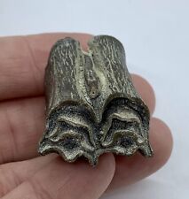 Fossil Bison Tooth