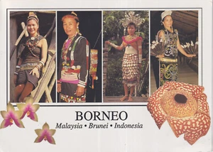 Alte Postkarte - Borneo - Malaysia - Brunei - Indonesia - Picture 1 of 1