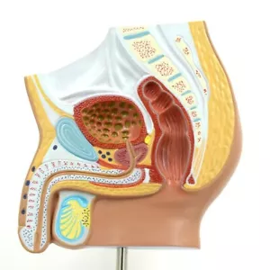 Modelo anatómico 1:1 del sistema genitourinario masculino de la cavidad pélvica sección sagital - Imagen 1 de 6