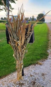 32" Dried Corn Stalks Bundle Fall Decor Thanksgiving Halloween Wedding - Picture 1 of 2