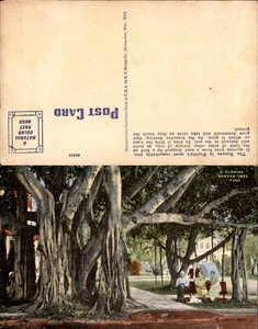 Cartolina d'epoca Tropical Florida - ALBERO DI BANYAN - mai usata - Foto 1 di 1