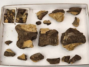 Sauropod Caudal Vertebra Fossil Projects - Morrison Fm - Self Dug - Big Horn, WY - Picture 1 of 24