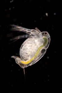 Japanischer Moina macrocopa, kleiner Kugelwasserfloh Triops - Bild 1 von 1