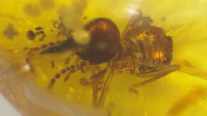 Nasute Soldier Termite with Pointed Snout in Dominican Amber Fossil - Picture 1 of 10