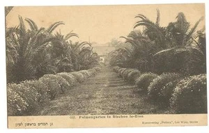JARDÍN DE PALMERAS EN RISHON LEZION PALESTINA BERLÍN PC AÑOS 1900 - Imagen 1 de 1