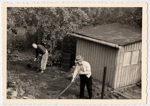 Portrait hommes jardinage jardin potager - photo ancienne an. 1960 - Picture 1 of 1