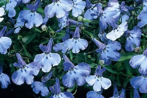 50 Multi Pelleted Seeds Lobelia Seeds Riviera Blue Splash Seeds Garden Starts - Picture 1 of 1