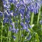 Nasiona Bluebell - rodzimy z Wielkiej Brytanii (Wiltshire) - 0,5g (Avg 100 + nasiona)