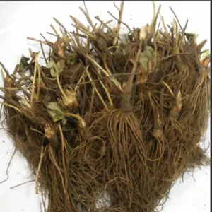 Seascape Everbearing Strawberry 10 Bare Root Plants - BEST FLAVOR - Picture 1 of 7