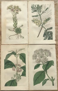 1819 Vier Originalstiche - " Curtis's Botanical Magazine "- Handmalerei - Bild 1 von 2
