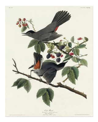 Póster de arte de pared ilustración de aves de colección por John James Audubon Foto 1 de 4