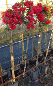 Piracanta rossa "Pyracantha coccinea" pianta Alberello da siepe vaso 2lt. h1 mt - Foto 1 di 4