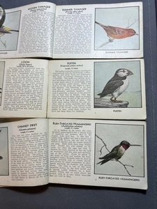 antike Vogelführer - Bild 1 von 5