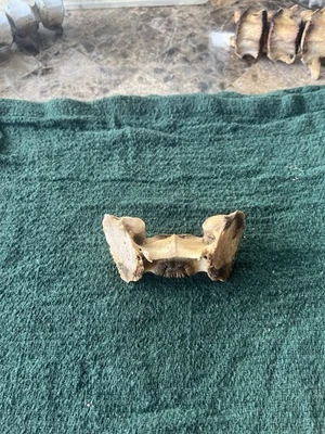 Hueso real de vértebras de jabalí | De origen ético | Hueso de vértebras singulares Foto 1 de 4