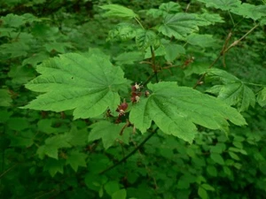 5 Samen Acer Circinatum, Ahorn Circiné Rechts Blätter Rund Weinlaub - Bild 1 von 4