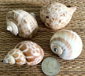 4 MEDIUM TO LARGE MEDIUM SEA SHELLS FOR HERMIT CRABS OR CRAFT - Picture 1 of 5