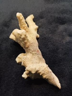 Vintage Dried Coral From The Red Sea 18cm x 7cm Good Condition - Image 1 of 4