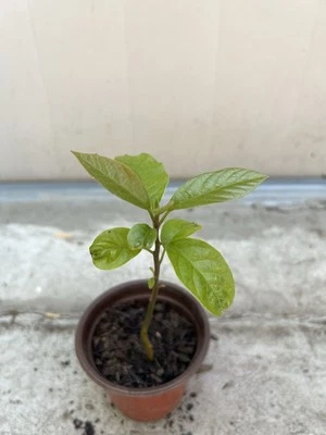 "Árbol de aguacate 10"" con maceta planta viva lista para plantar" Foto 1 de 4