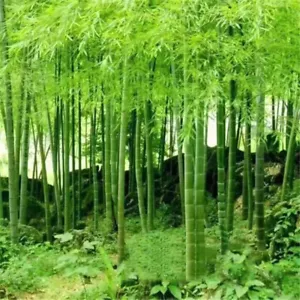100 x Moso Bamboo Seeds. Phyllostachys Edulis Pubescens Giant Hardy Bamboo - Picture 1 of 12