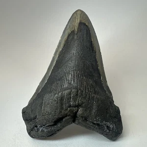 Megalodon Shark Tooth 5.13 Inch - Lower Jaw - Thick Fossil - Natural 19527 - Picture 1 of 8