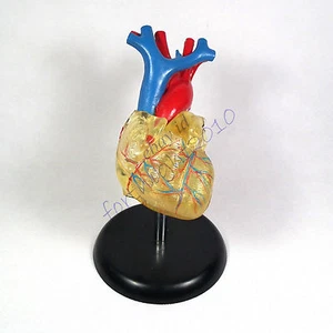 RS life size human heart clear detachable model anatomy teaching education profe - Picture 1 of 9