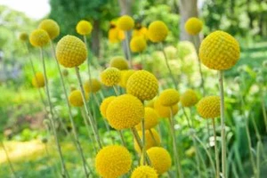 Yellow Globe Flower Seeds - 50 Seeds - Great for Cut Flowers and Flower Bonsai - - Picture 1 of 2
