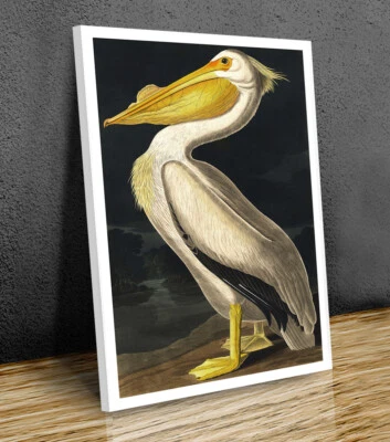 John Audubon Pelícano Blanco Americano Impresión de Lienzo Arte Enmarcado en Pared o Impreso Solo Foto 1 de 4