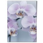 Poster A1 Pink Purple Orchids Flowers #51720