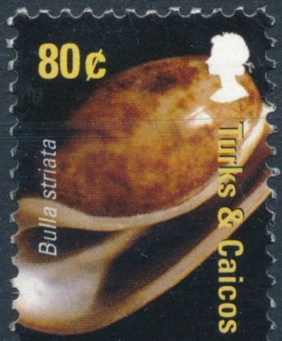 Shells: 80c - Turks & Caicos Islands 2007 - MNH - SG 1858 Cover