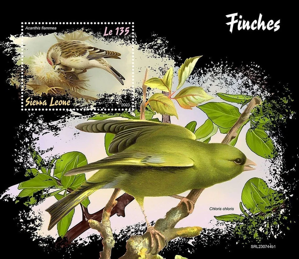 FINCHES Finch / BIRDS Bird MNH 1v-Stamp Sheet #2305 (2023 Sierra Leone) - Image 1 of 1