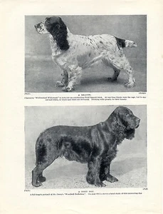 PÁGINA IMPRESA ORIGINAL PERRO DE CAMPO CON NOMBRE PERRO ANTIGUO QUE DATA DE 1934 - Imagen 1 de 1