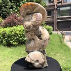 18.04Lb Top Natural Beautiful Ammonite Fossil Conch Crystal Specimen Heals 1166