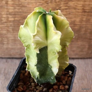 D4855 ASTROPHYTUM MYRIOSTIGMA MACETA ABIGARRADA 7-H10-W7 cm MaMa Cactus - Imagen 1 de 4