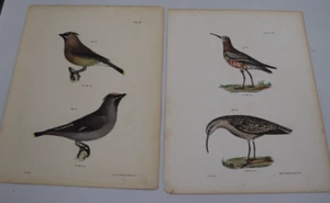 J. W. Hill 1840's Hand Colored Bird Endicott New York Folio Lithographs Plate 26 - Picture 1 of 14