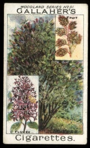 Tobacco Card, Gallaher, WOODLAND TREES, 1912, Lilac Tree, #91 - Picture 1 of 2