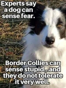 "Border Collie Hundekühlschrank Magnet 3 1/2 x 4 1/2" - Bild 1 von 1