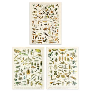 Millot Vintage Insekten Käfer Käfer ungerahmt A4 Wandkunstdruck Trio 3er Pack - Bild 1 von 7