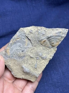 184g natural Cambrian period Blackwelderia Trilobite tail specimen - Picture 1 of 15